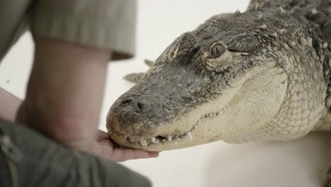 Gentle-handler-working-with-alligator