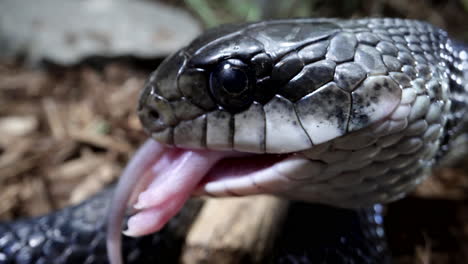 Macro-close-up-feeding-a-Canadian-Black-Rat-Snake