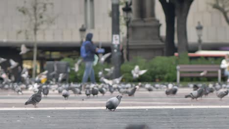 Slow-motion-city-pigeons-bustling-for-food-closeup-Catalonia-pedestrian-sidewalk