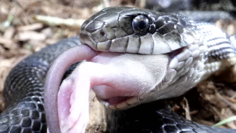 Zoom-in-on-black-rat-snake-canadian-serpent-close-up