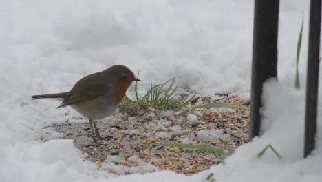 A-close-up-of-a-Robin-looking-straight-into-the-camera