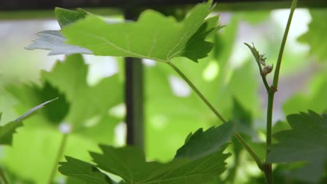 Focus-shifting-through-green-grape-leaves-brightened-by-the-sun