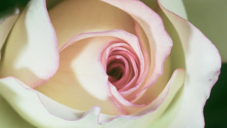 Delicate-white-with-a-dash-of-pink-rose-blossoming-on-green-background-macro