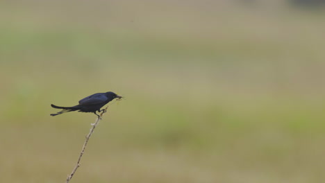 Pájaro-Drongo-Con-Insecto-En-Pico-Volando-Y-Perca-En-Rama-De-Planta-Con-Fondo-Borroso