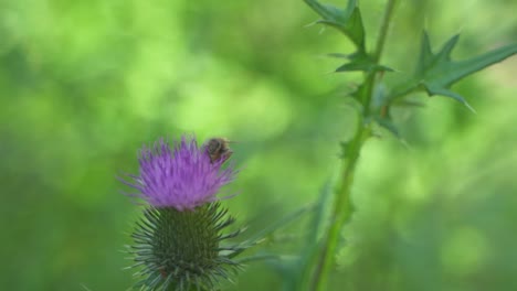 Close-up-of-a-Honey-Bee-sucking-nectar-from-a-beautiful-purple-Milk-Thistle-flower-before-flying-off,-Botanical-Garden