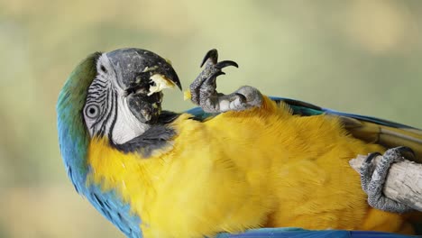 Slow-motion-shot-of-blue-and-yellow-macaw-Ara-ararauna-feeding-himself-with-legs,-close-up,-vertical-video-orientation
