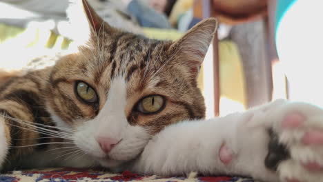 Katze-Liegt-Auf-Dem-Teppich-Und-Blickt-In-Die-Kamera-Im-Haus
