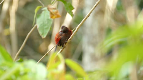 A-small-red-and-black-bird-in-Gamboa-Rainforest-Reserve,-Panama,-static-medium-shot