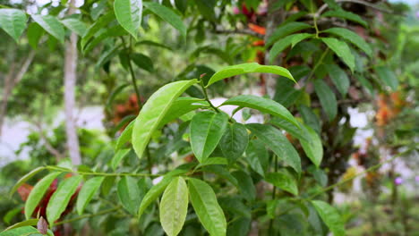 Green-Guayusa-Leaves-growing-in-Ecuadorian-Rain-Forest-during-daylight