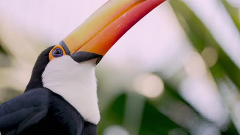 Toucan-deftly-using-its-yellow-bill-to-handle-piece-of-food