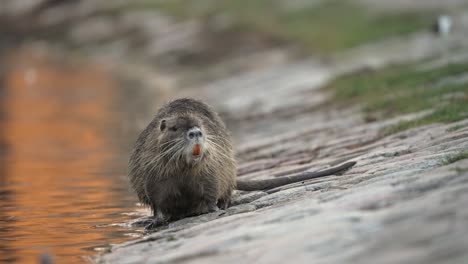 Inquisitive-Nutria-exploring-the-bank-of-a-lake-in-daylight