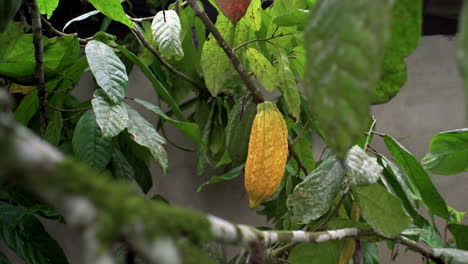 Nahaufnahme-Einer-Gelb-orangefarbenen-Kakaopflanze-Mit-Kakaofrucht,-Die-Im-Amazonas-Regenwald-Von-Ecuador-Und-Brasilien-Wächst