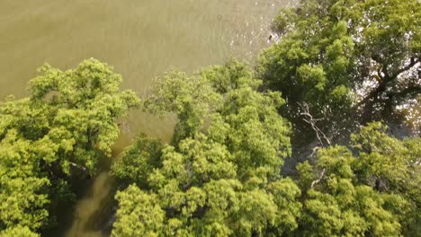 Mangrove-Trees-and-Children-Bathing,-a-successful-reforestation-program-in-Samut-Prakan,-Thailand