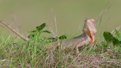 Closeup-of-a-Bloodsucker-Lizard-basking-in-morning-sun-on-green-grass