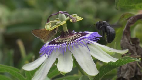 Close-up-of-a-butterfly-standing-over-blue-crown-passion-flower-and-black-bumblebee-arrives-and-scare-it-away