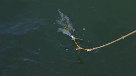 Caught-dead-fish-on-a-yellow-rope-floating-in-sea-water