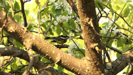 4K-wild-magnolia-warbler,-setophaga-magnolia-perched-on-a-blossom-blackthorn-tree-branch,-feeding-on-flower-nectar-in-a-dense-coniferous-forest,-static-shot