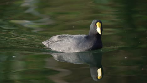 Weißflügelhuhn-Mit-Schwarzem-Gefieder-Schwimmt-Im-Teichwasser