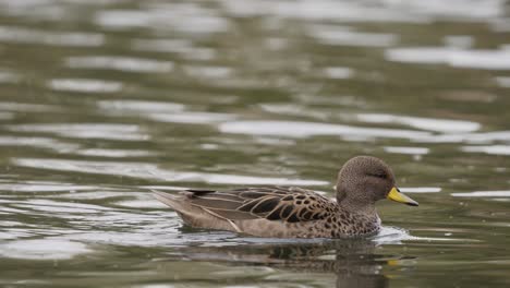 Tracking-shot-of-a-small-common-yellow-billed-teal,-anas-flavirostris