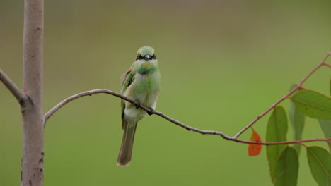 Fly-In-of-a-Juvenile-Small-Green-Bee-eater-with-a-kill-and-landing-on-the-perch-in-Green-Front-on