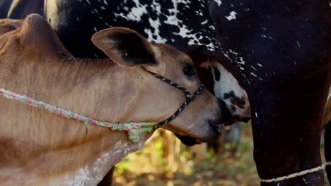 A-newborn-calf-suckling-milk-from-the-udder-of-its-mother---isolated-outside