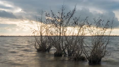 Time-lapse-of-coastal-waves-washing-over-water-mangrove-trees,-slider-shot