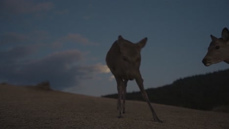 Ciervos-Por-La-Noche-Comiendo-Hierba-Y-Peleando-A-La-Luz-De-La-Luna