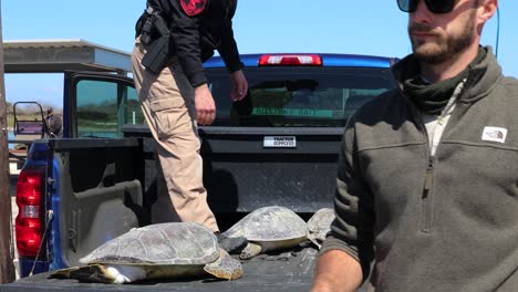 Texas-Game-Warden-moving-Kemp's-Ridley-Sea-Turtles-during-rescue-operation