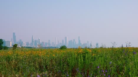 Skyline-Von-Chicago-Und-Wildblumen,-ökologische-Nachhaltigkeit