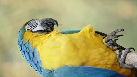 Slow-motion-shot-of-blue-and-yellow-macaw-feeding-himself-with-legs,close-up