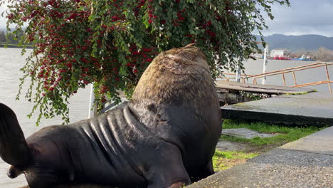 handheld-shot,-large-male-sea-lion-basking-in-the-sun-and-scratching-himself-on-the-sidewalk