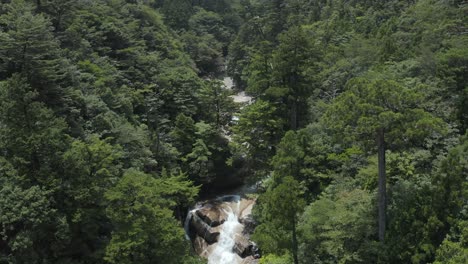 Bosque-Shiratani-Unsuikyo-En-La-Isla-De-Yakushima,-Inclina-Hacia-Arriba-Revelando-El-Valle