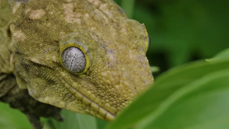 Gecko-De-Nueva-Caledonia-Cerrar-La-Cara-En-El-árbol