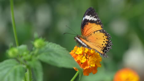 Idyllic-macro-shot-of-orange-monarch-butterfly-collecting-nectar-of-orange-flower-and-flying-away