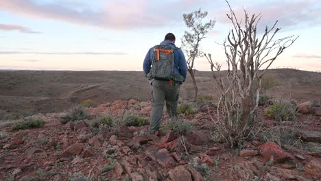 Man-walking-past,-flowering-desert-plants,-Outback-Australia