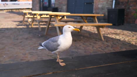 seagull-walks-on-the-table-and-eats-lunch