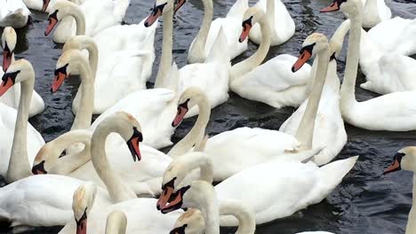 Flock-of-Mute-Swans-in-Thames-at-Walton