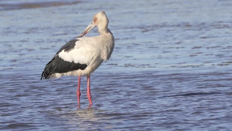 Close-view-of-maguari-stork-standing-in-shallow-water-turning-its-head