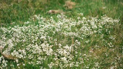 A-closeup-of-of-overgrown-grass-and-flowers-in-an-English-countryside-field