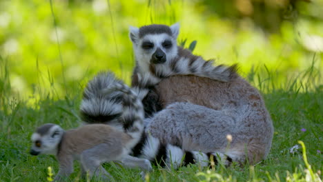 Close-up-shot-of-cute-lemur-catta-family-resting-on-green-grass-field-during-sunny-day---Kids-running-around-in-wilderness