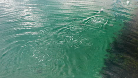 Die-Obige-Aufnahme-Einiger-Peale-Delfine,-Auch-Bekannt-Als-Lagenorhynchus-Australis,-Spielt-Im-Südpazifik-In-Türkisfarbenem-Wasser