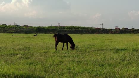 Einsames-Schwarzes-Pferd,-Das-Auf-Grüner-Weide-Unter-Dem-Sonnenlicht-Weidet