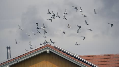 Majestic-Flock-of-doves-swarming-against-cloudy-sky-and-landing-on-rooftop-of-house-with-solar-panels