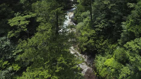 Shiratani-Unsuikyo-forest-of-Japanese-Cedar-Trees,-Aerial-Tilt-Shot,-Yakushima