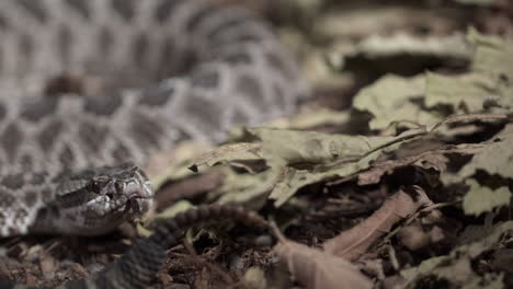 Slow-motion-view-of-a-rattle-snake-close-up
