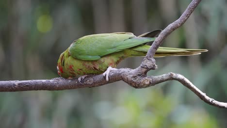 Tropical-Mitred-Parakeet-Parrot-perched-on-wooden-branch-and-eating-prey,-close-up