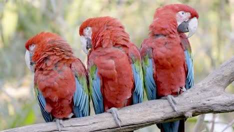 Group-of-cute-Ara-Chloropterus-Macaws-perched-in-branch-in-jungle-of-South-America