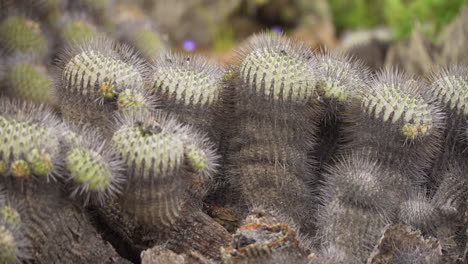 Rufous-Collared-Sparrow-Flying-Into-Cactus-Nest-In-Atacama-Desert