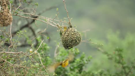 Weiblicher-Gelbmaskierter-Webervogel-Untersucht-Nach-Der-Ausstellung-Das-Nest-Des-Männchens
