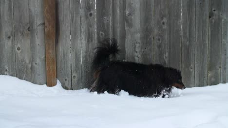 Perro-Pastor-Australiano-Caminando-En-La-Nieve-Profunda-Oliendo-Alrededor